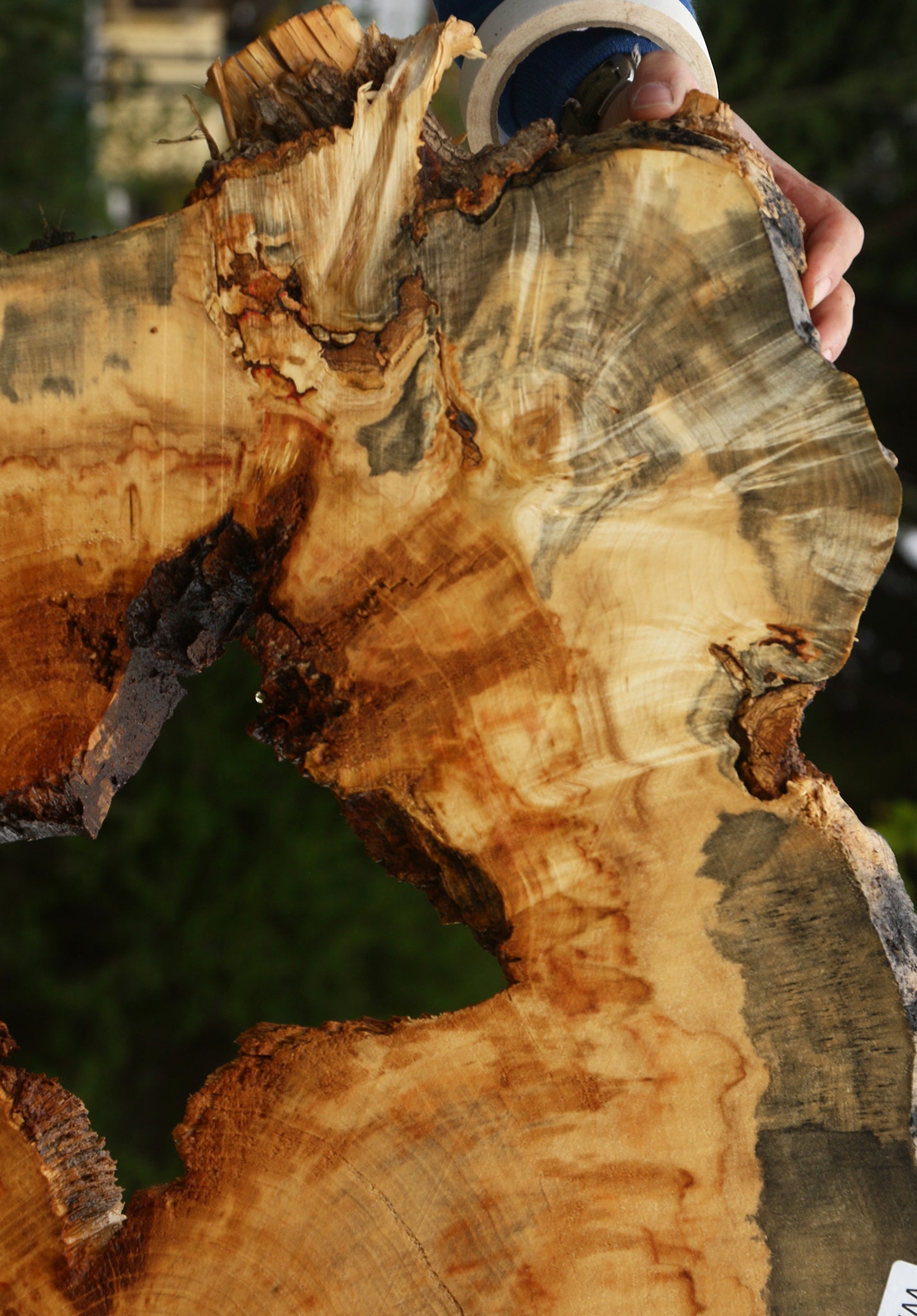 Extra Fancy Rustic Box Elder Cookie