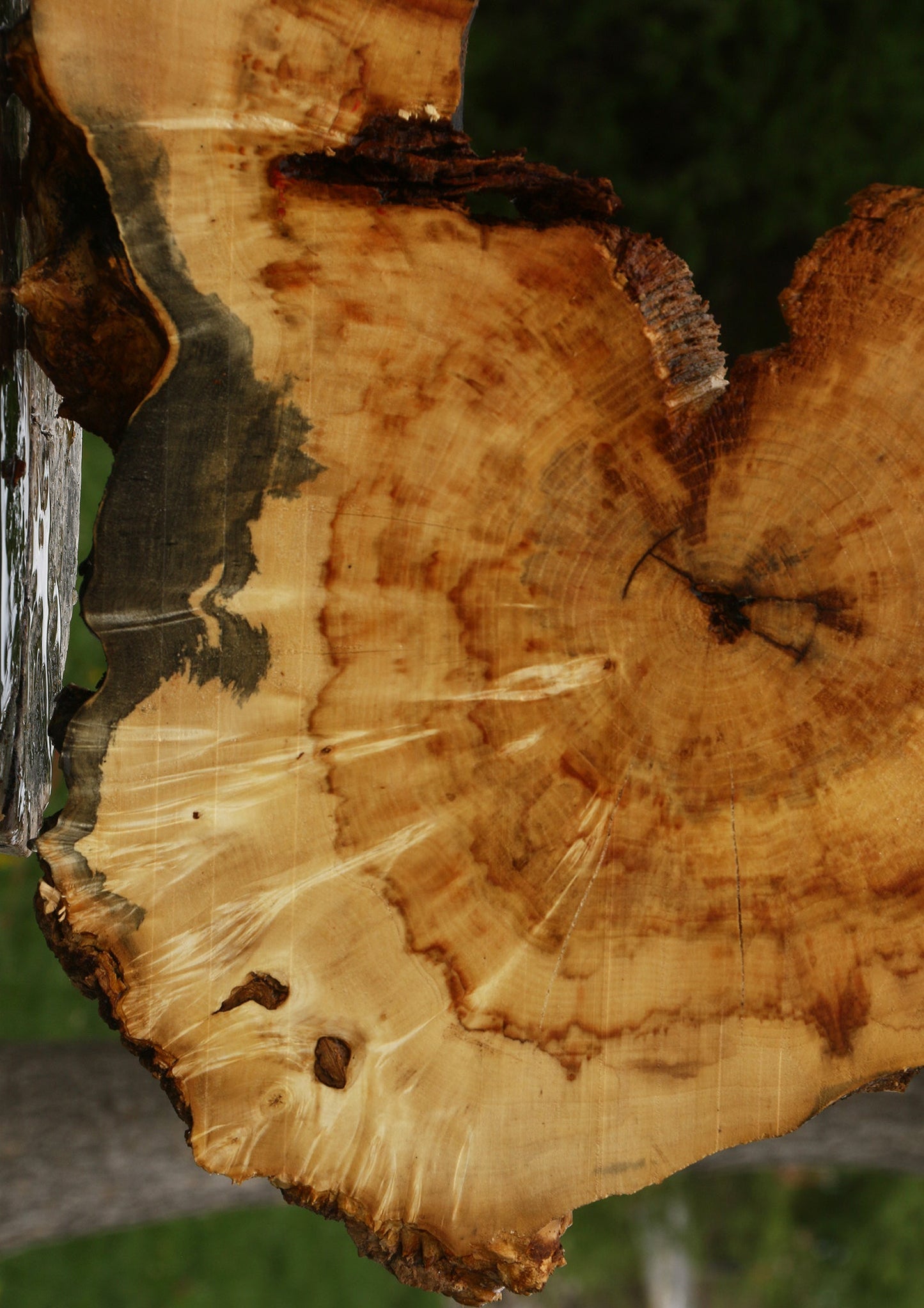 Extra Fancy Rustic Box Elder Cookie