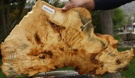 Rustic Box Elder Burl Cookie