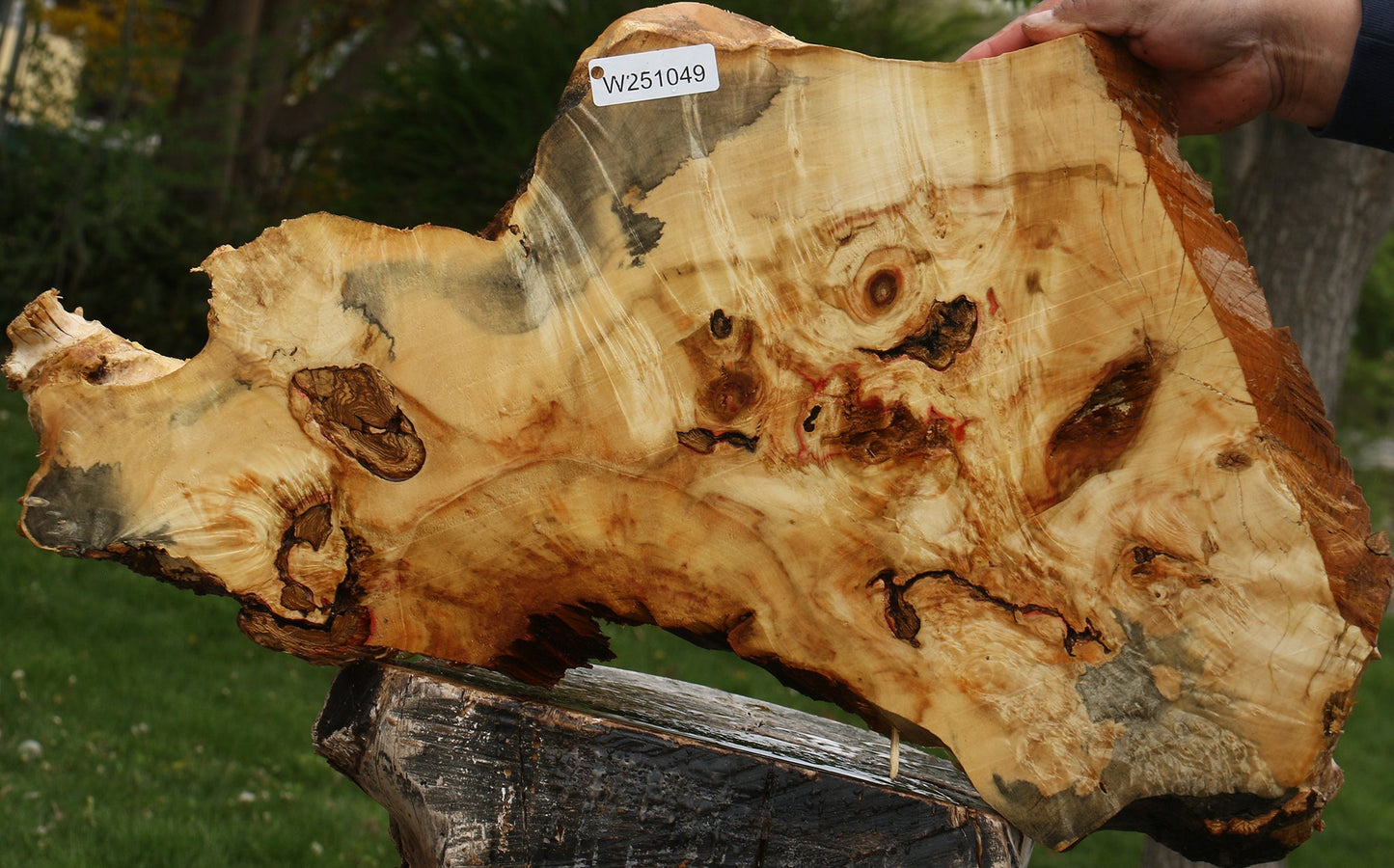 Rustic Box Elder Burl Cookie