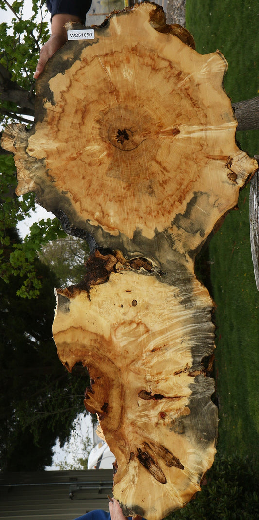 Box Elder Burl Cookie (Free Shipping Excluded)