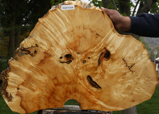 Box Elder Burl Cookie