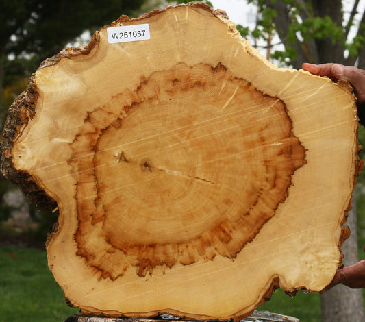 Figured Box Elder Burl Cookie
