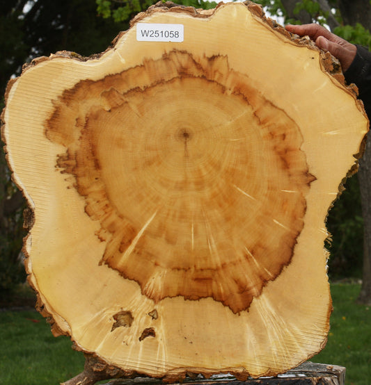Figured Box Elder Cookie