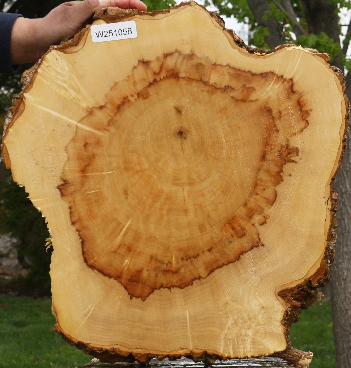 Figured Box Elder Cookie