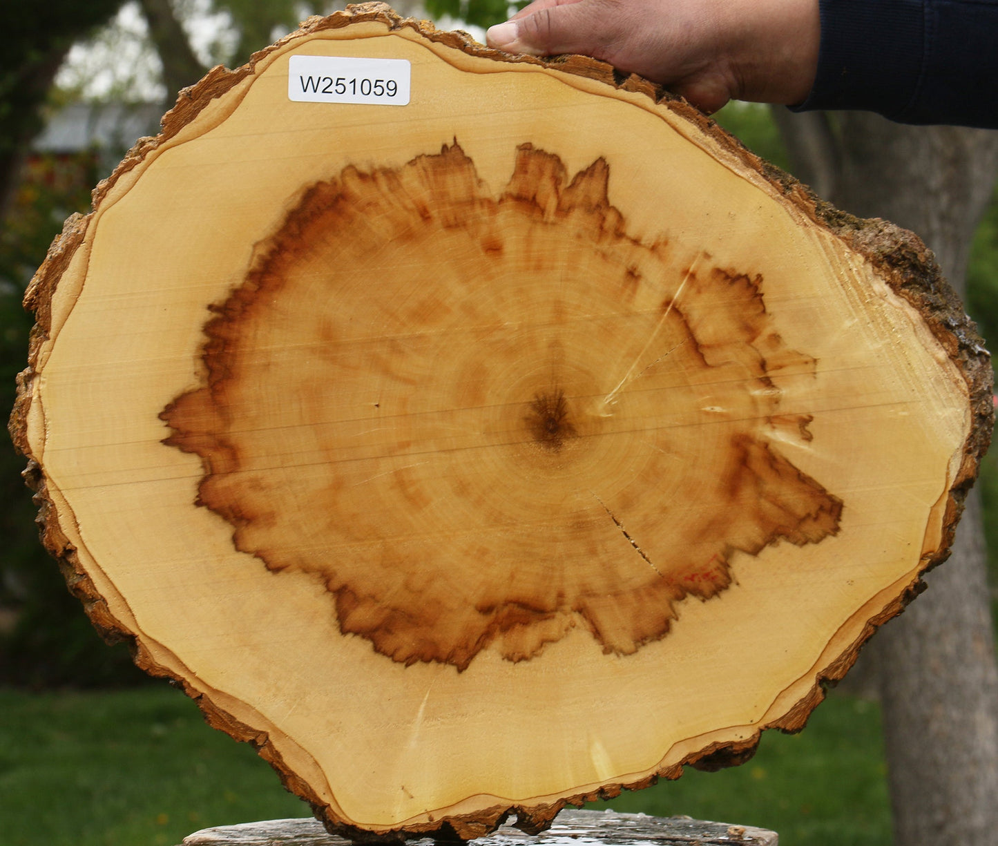 Figured Box Elder Cookie