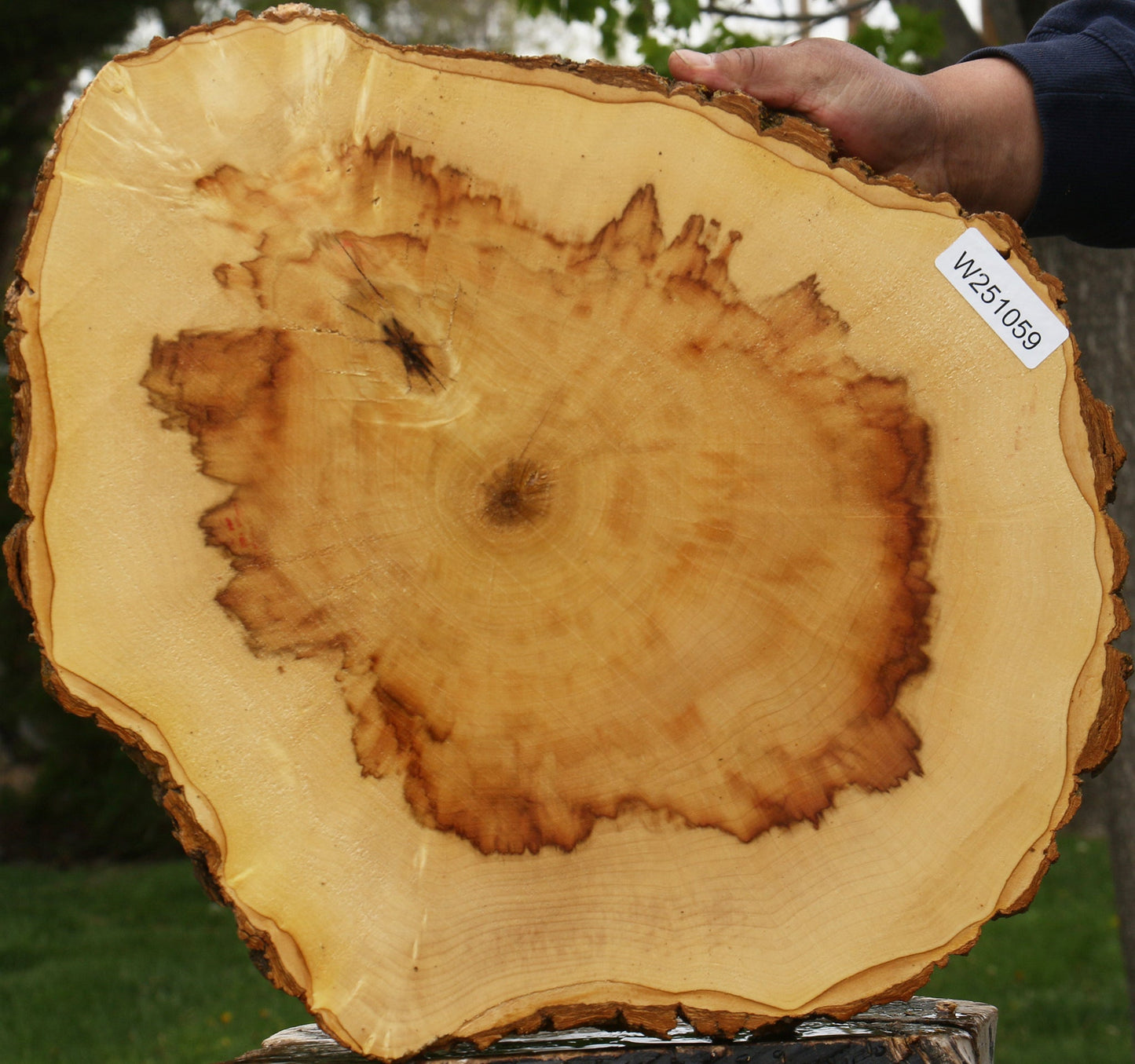 Figured Box Elder Cookie