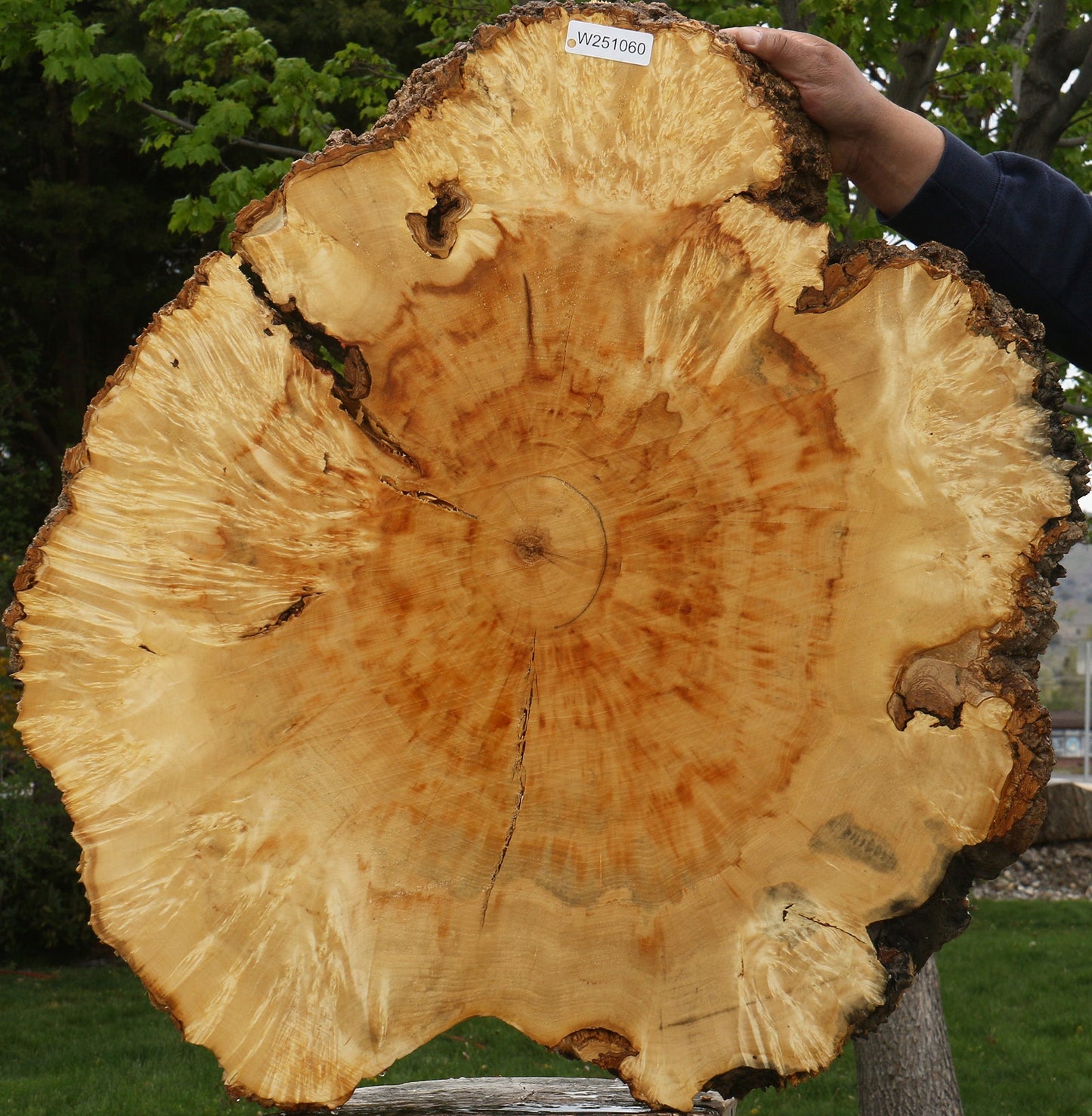 Extra Fancy Box Elder Burl Cookie (Free Shipping Excluded)