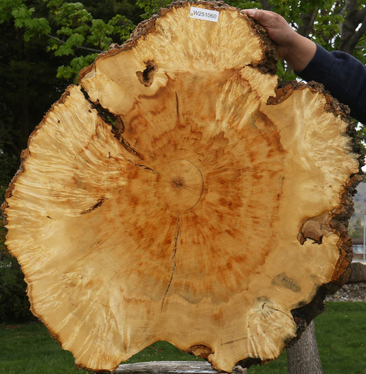 Extra Fancy Box Elder Burl Cookie (Free Shipping Excluded)