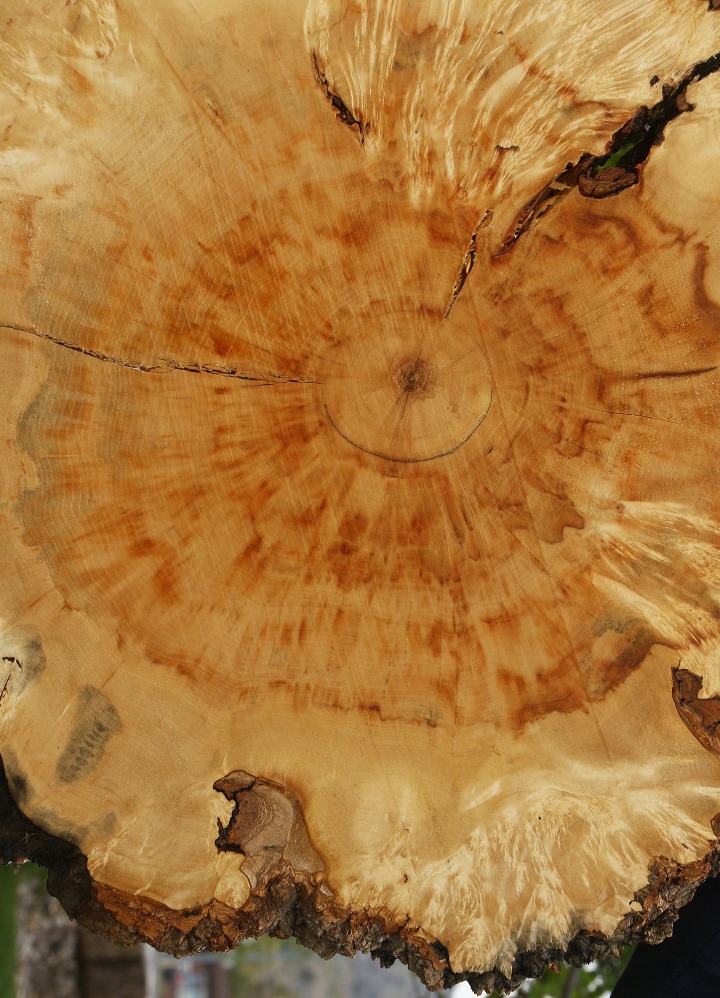 Extra Fancy Box Elder Burl Cookie (Free Shipping Excluded)