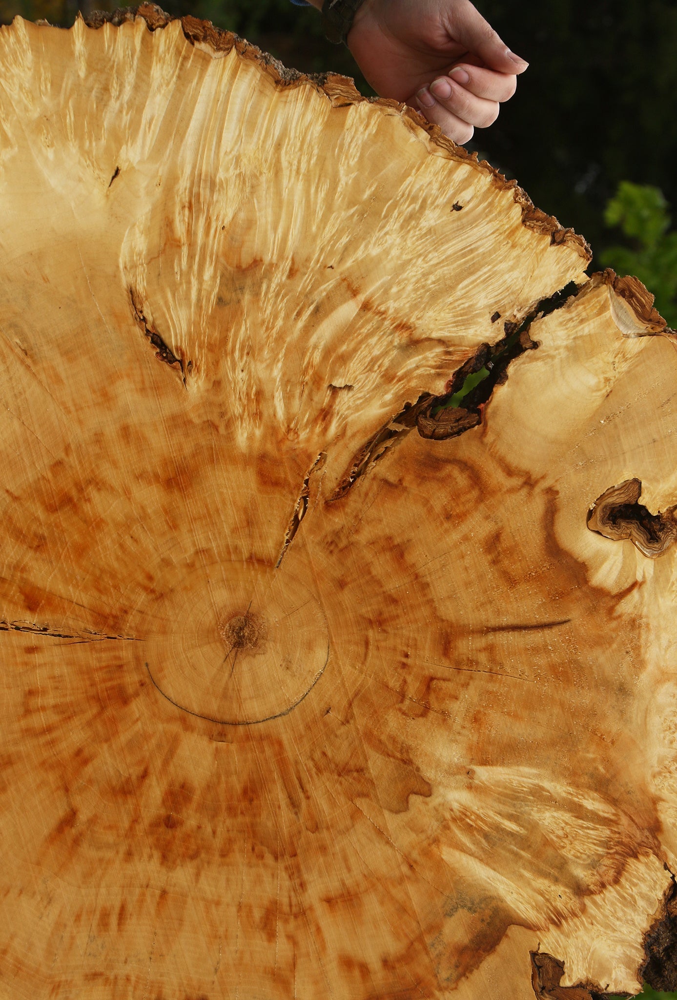 Extra Fancy Box Elder Burl Cookie (Free Shipping Excluded)