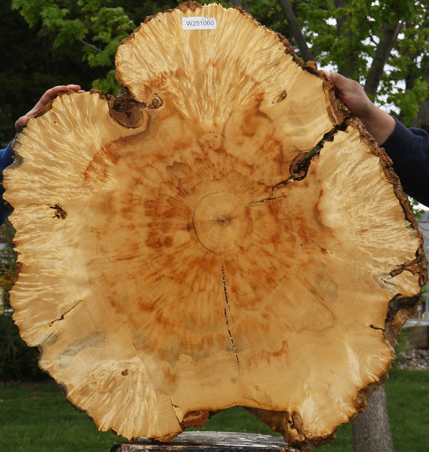 Extra Fancy Box Elder Burl Cookie (Free Shipping Excluded)