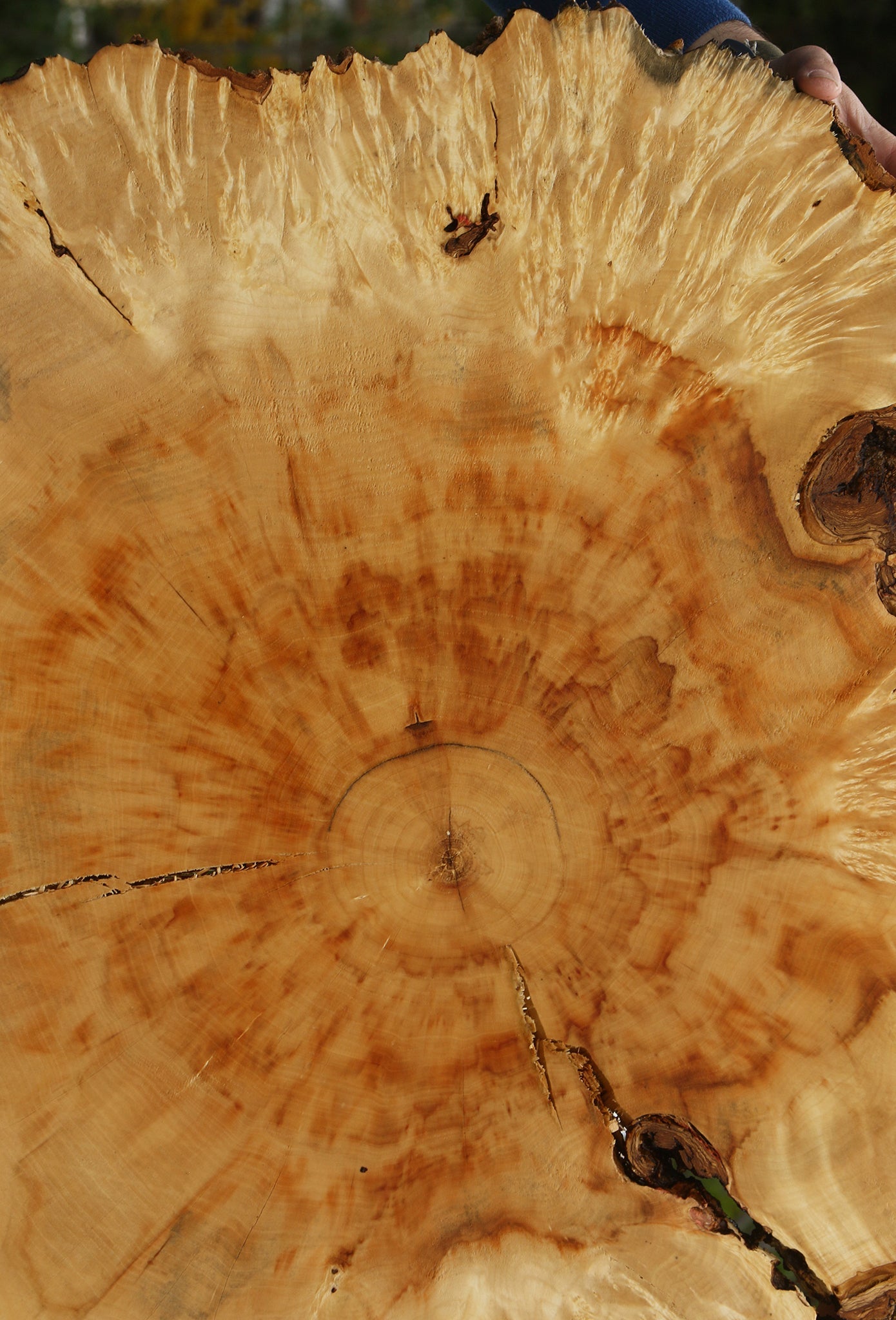 Extra Fancy Box Elder Burl Cookie (Free Shipping Excluded)