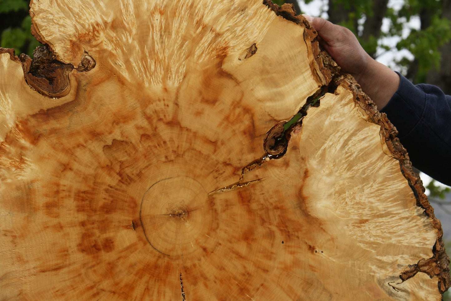 Extra Fancy Box Elder Burl Cookie (Free Shipping Excluded)