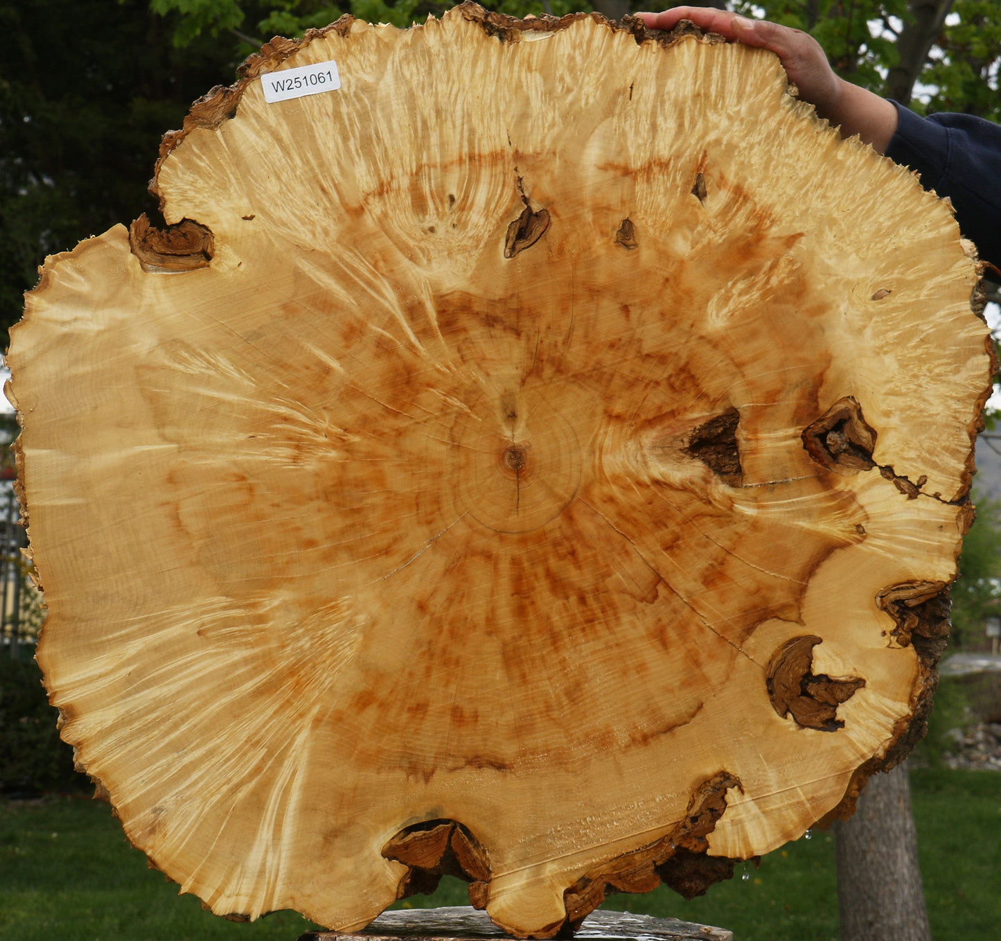 Extra Fancy Box Elder Burl Cookie (Free Shipping Excluded)
