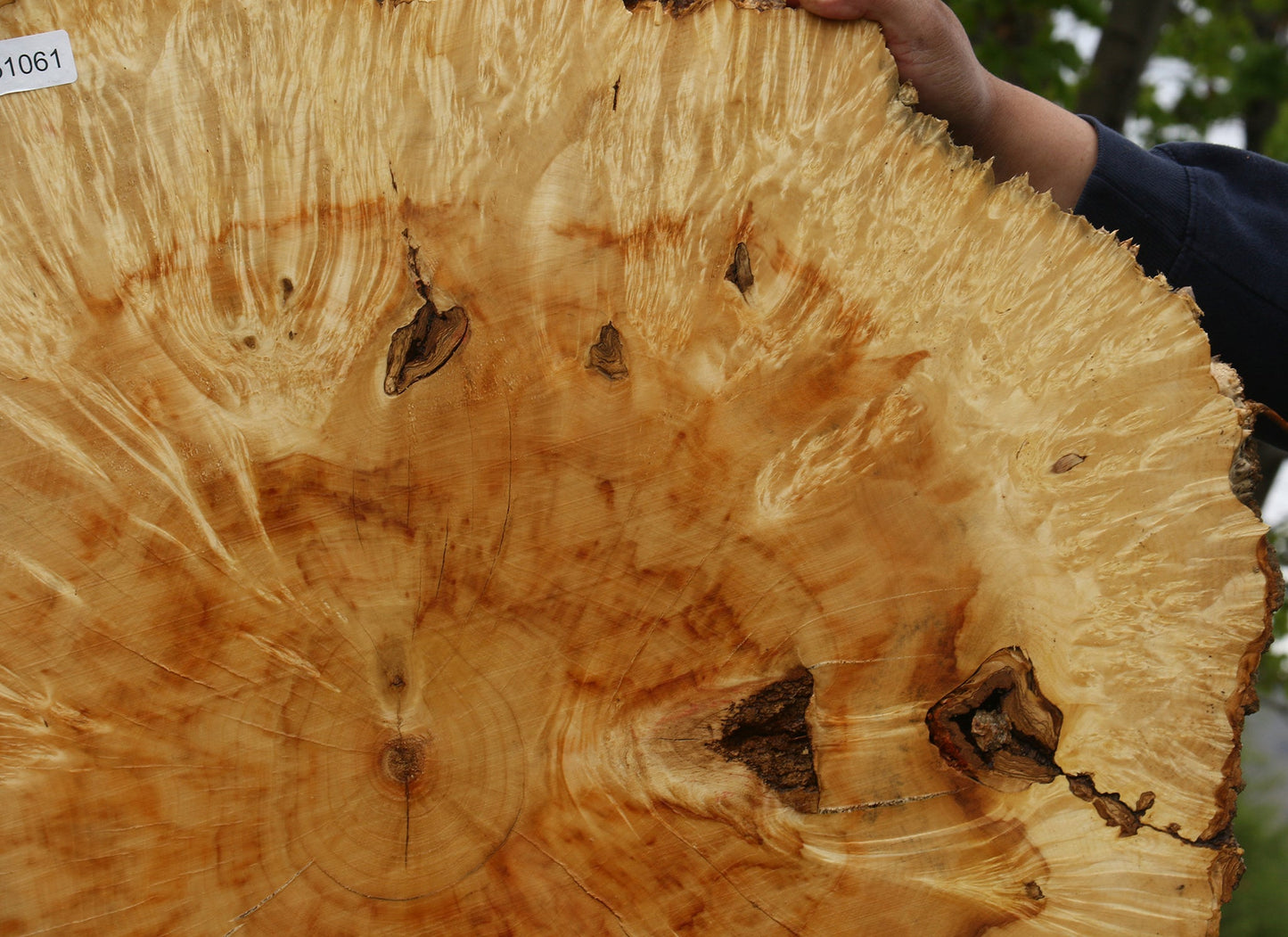 Extra Fancy Box Elder Burl Cookie (Free Shipping Excluded)