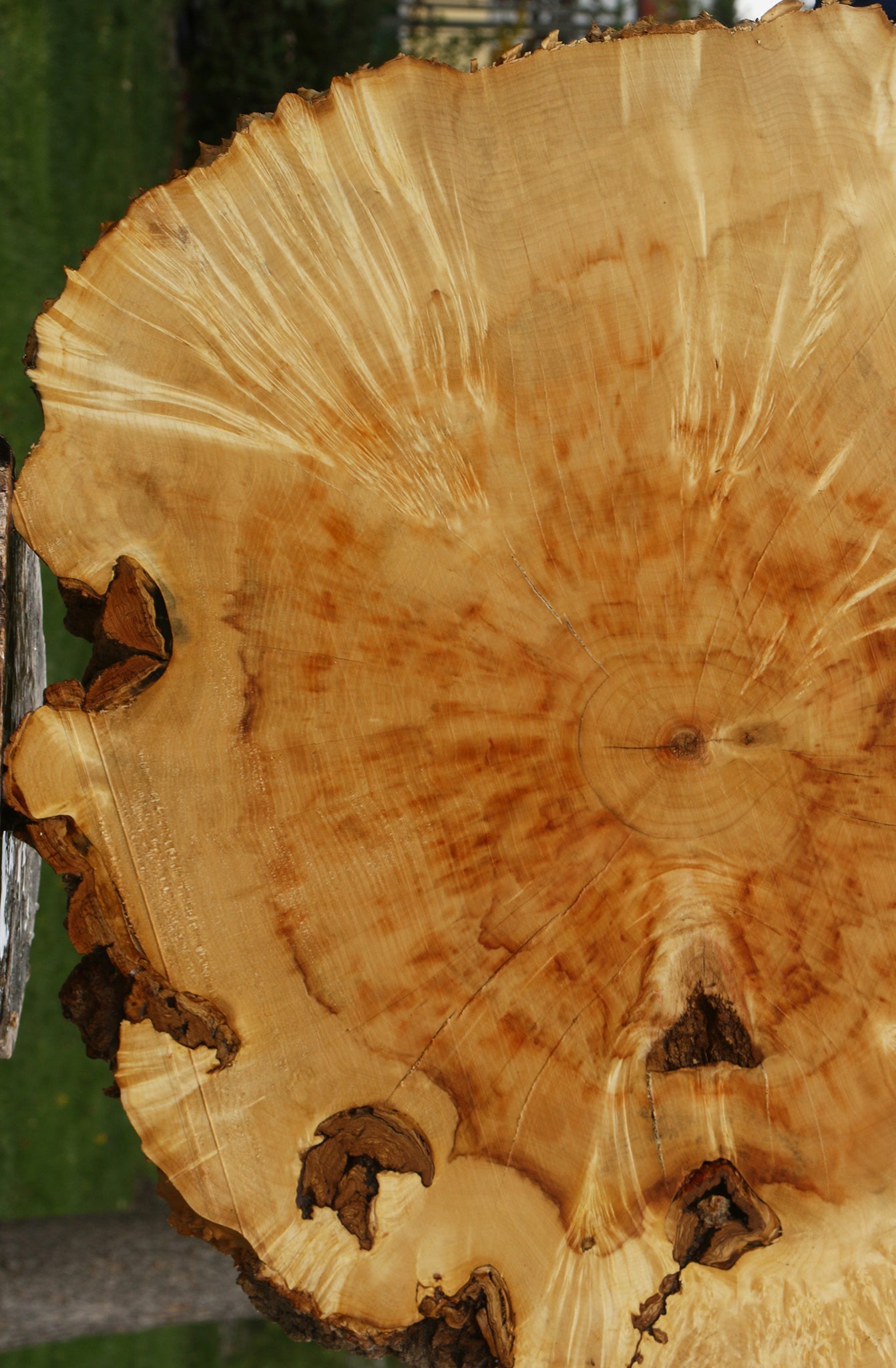 Extra Fancy Box Elder Burl Cookie (Free Shipping Excluded)