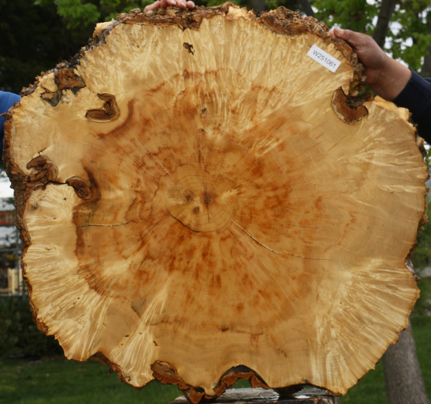 Extra Fancy Box Elder Burl Cookie (Free Shipping Excluded)
