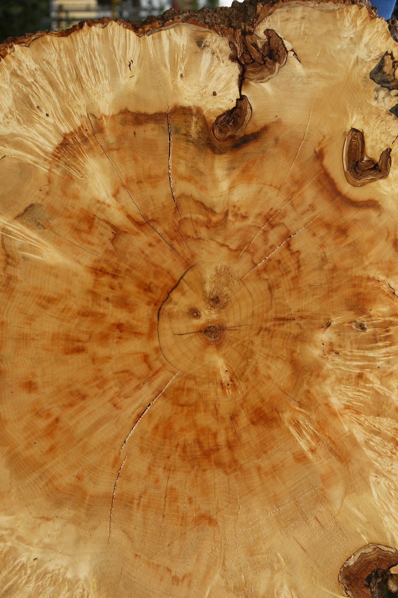 Extra Fancy Box Elder Burl Cookie (Free Shipping Excluded)