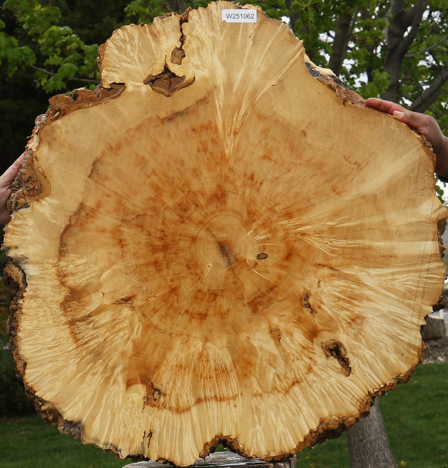 Extra Fancy Box Elder Burl Cookie (Free Shipping Excluded)