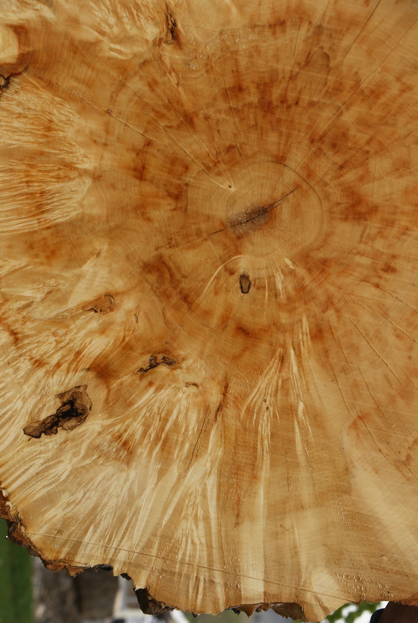 Extra Fancy Box Elder Burl Cookie (Free Shipping Excluded)