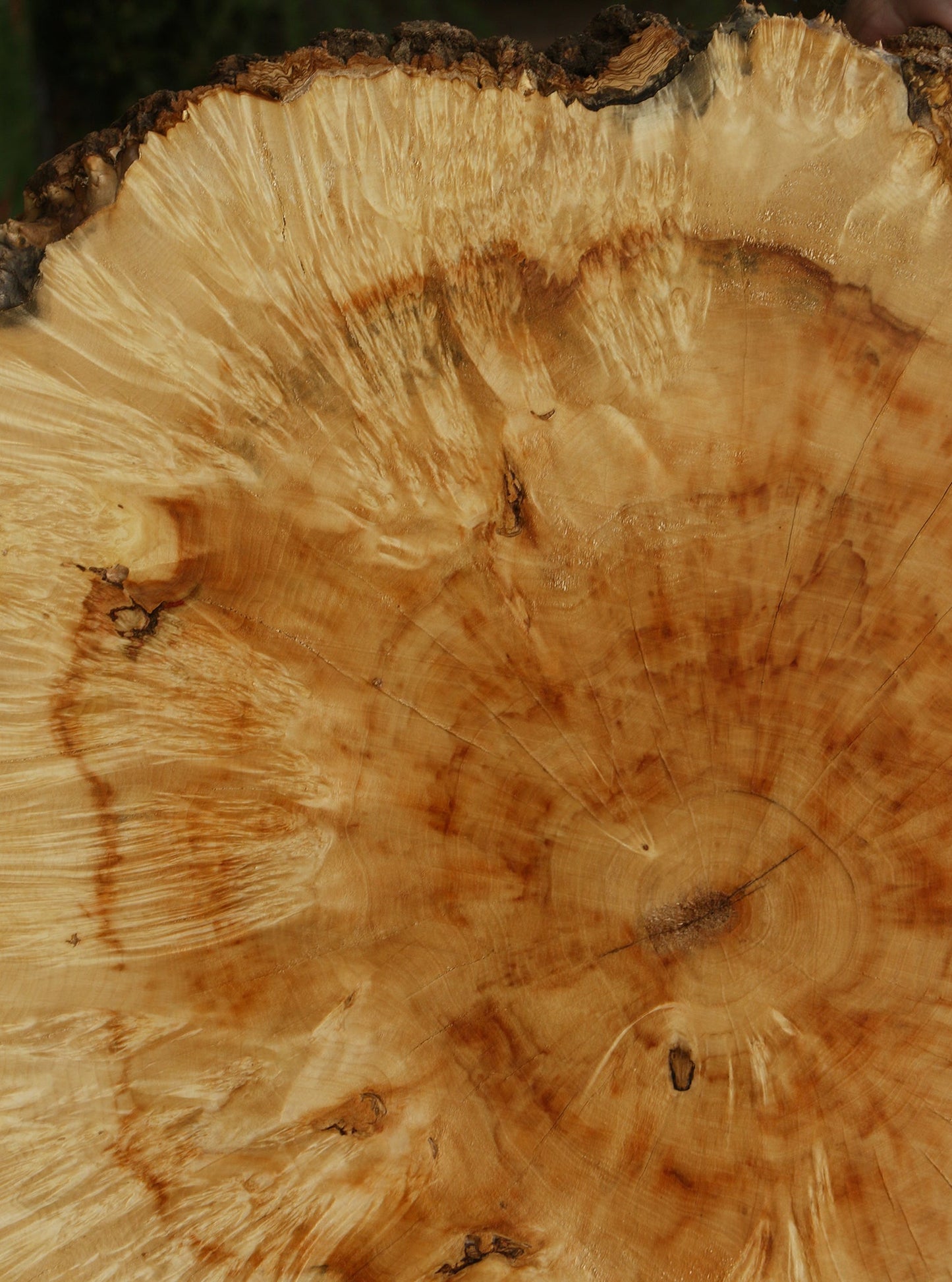 Extra Fancy Box Elder Burl Cookie (Free Shipping Excluded)