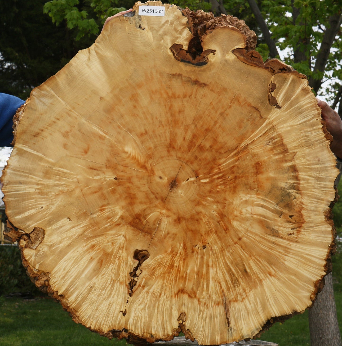 Extra Fancy Box Elder Burl Cookie (Free Shipping Excluded)