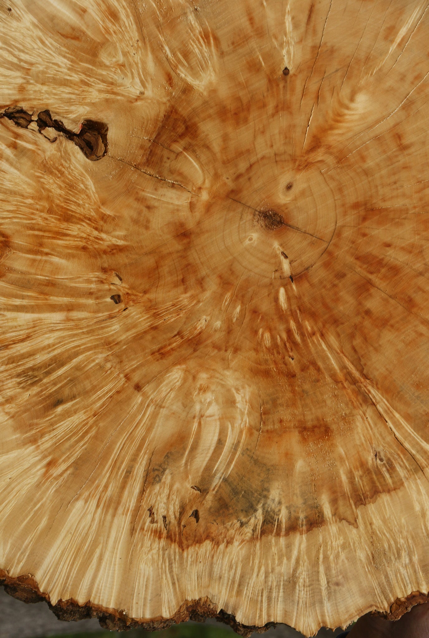 Extra Fancy Box Elder Burl Cookie (Free Shipping Excluded)