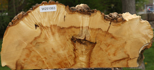 Box Elder Burl Live Edge Slice