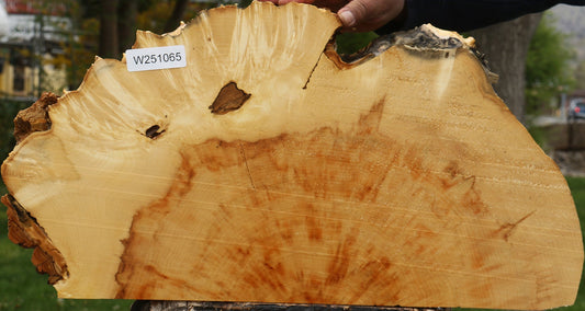 Box Elder Live Edge Burl Slice