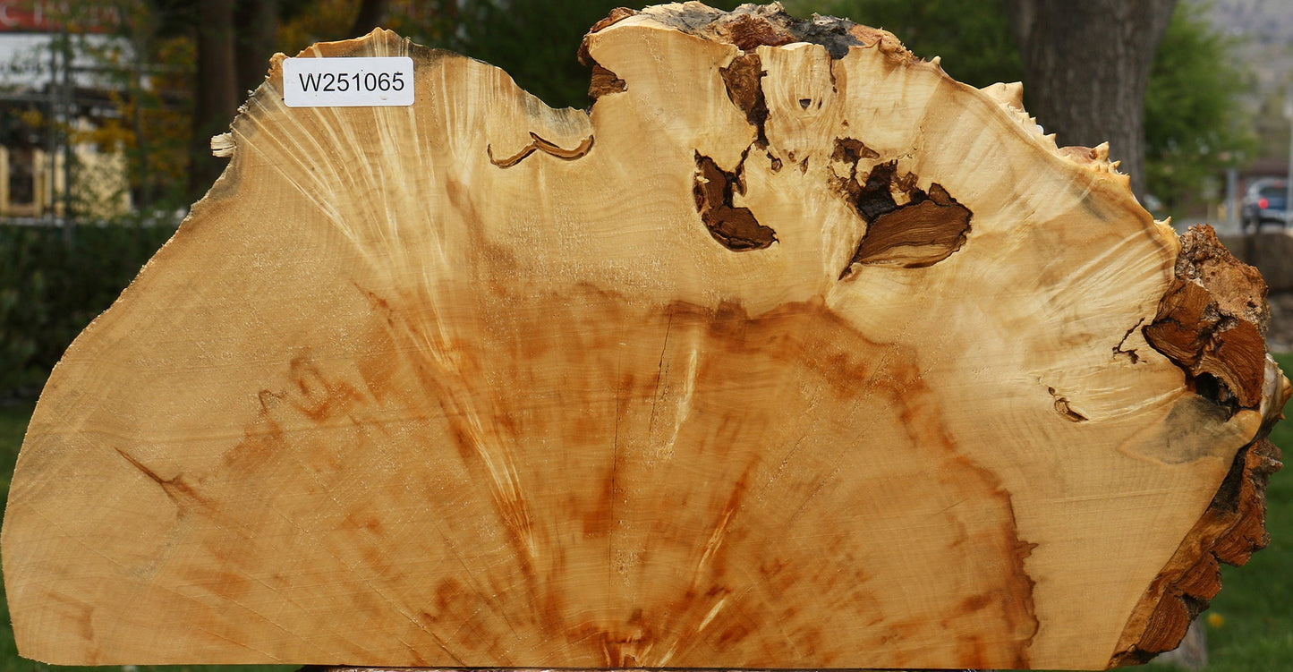 Box Elder Live Edge Burl Slice
