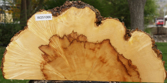 Box Elder Live Edge Burl Slice