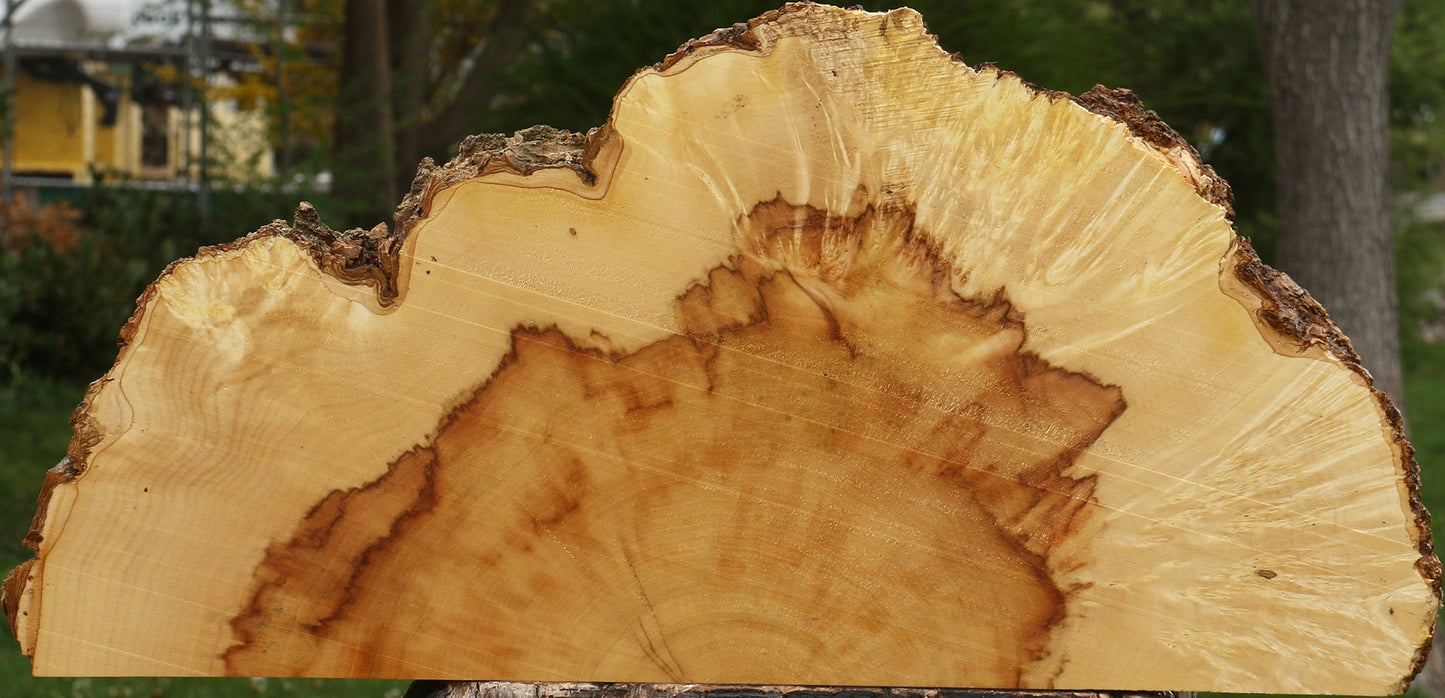 Box Elder Live Edge Burl Slice