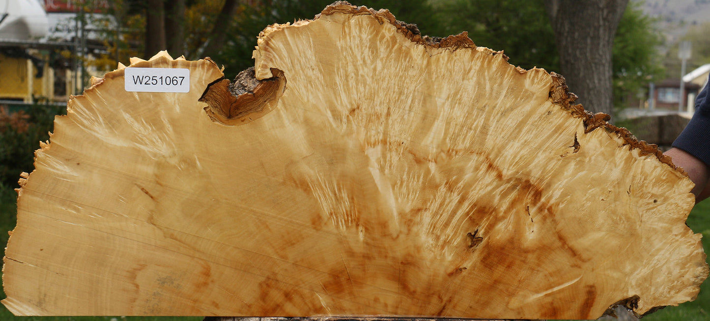 Box Elder Live Edge Burl Slice