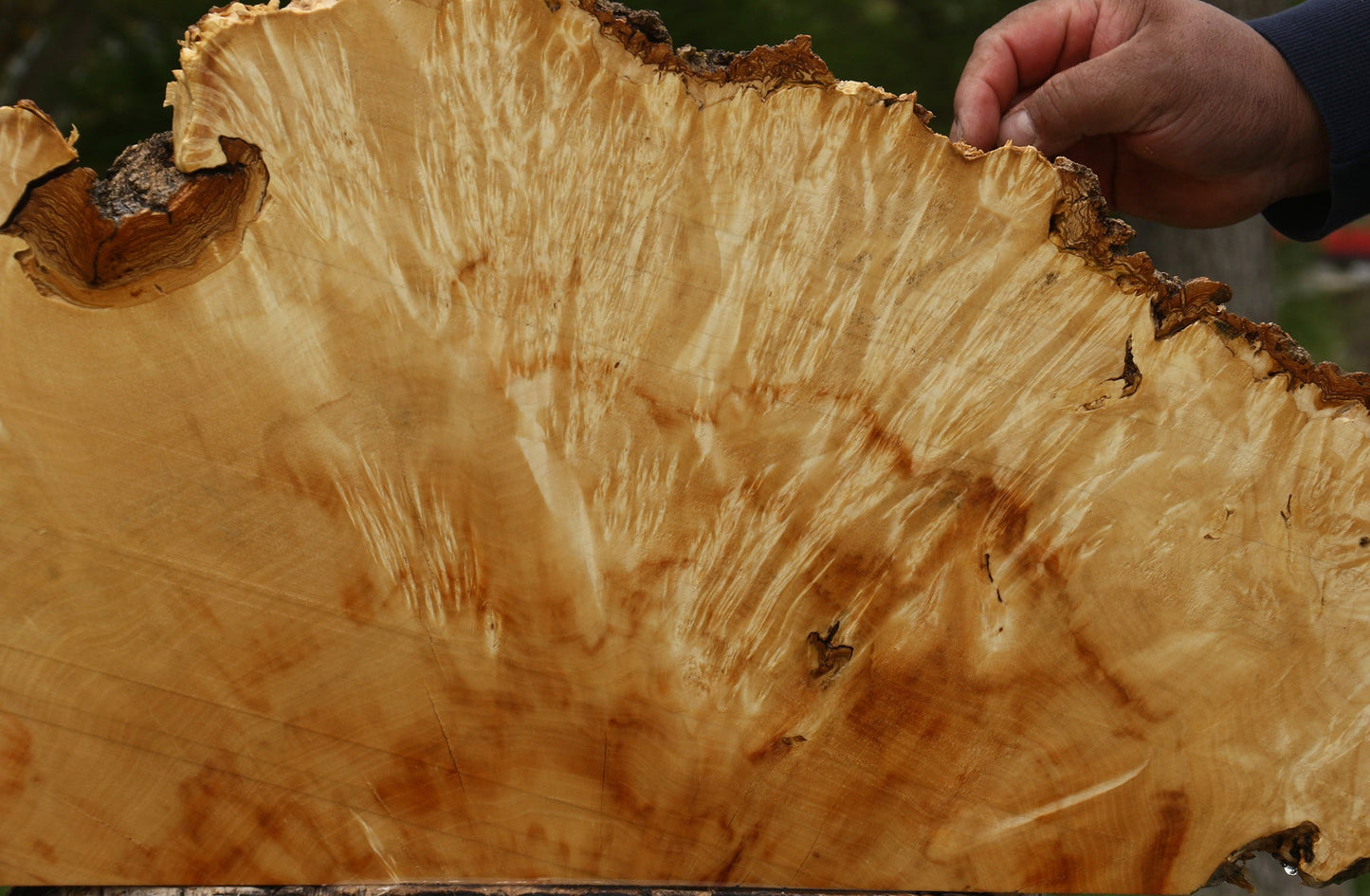 Box Elder Live Edge Burl Slice