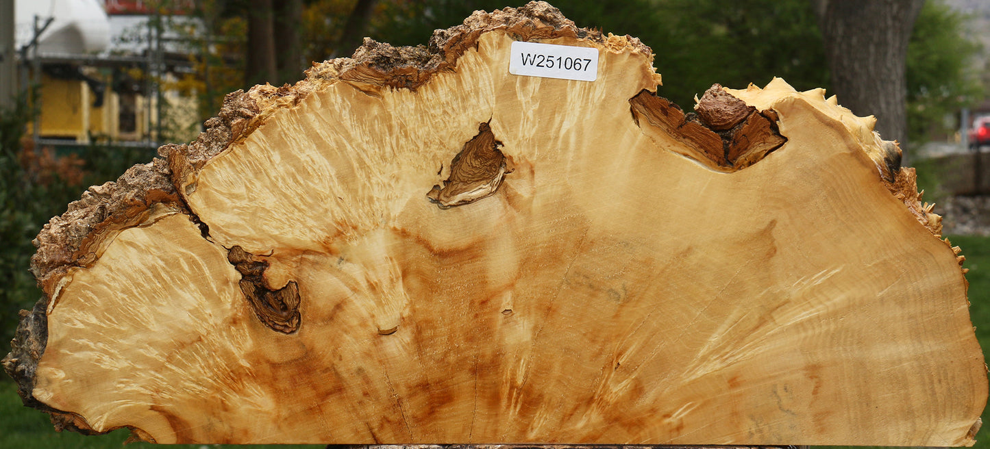Box Elder Live Edge Burl Slice
