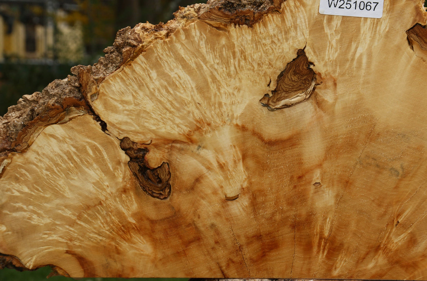 Box Elder Live Edge Burl Slice