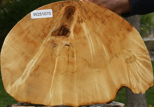 Box Elder Burl Cookie