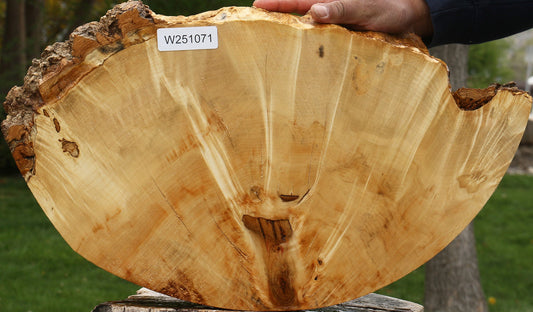 Box Elder Burl Cookie