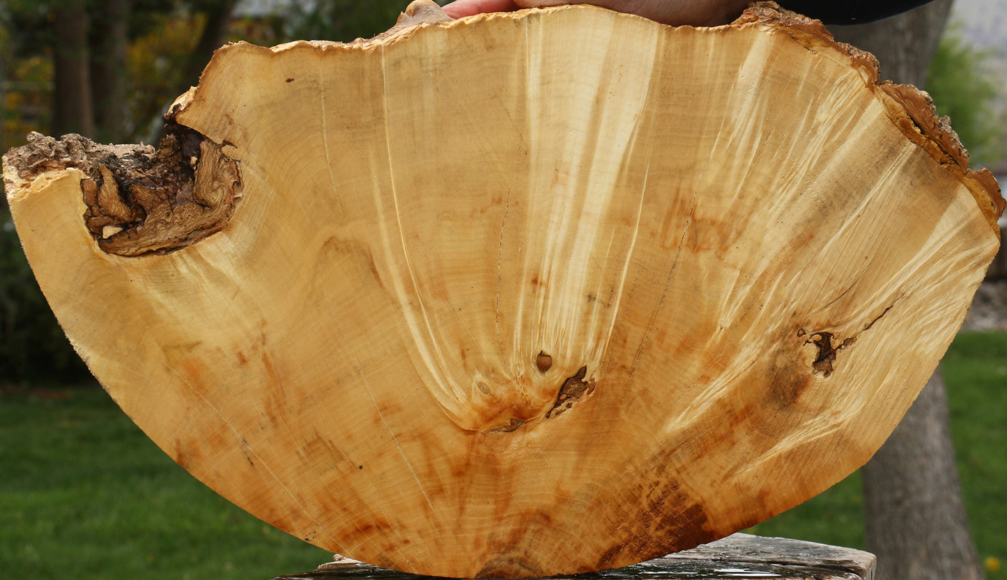 Box Elder Burl Cookie