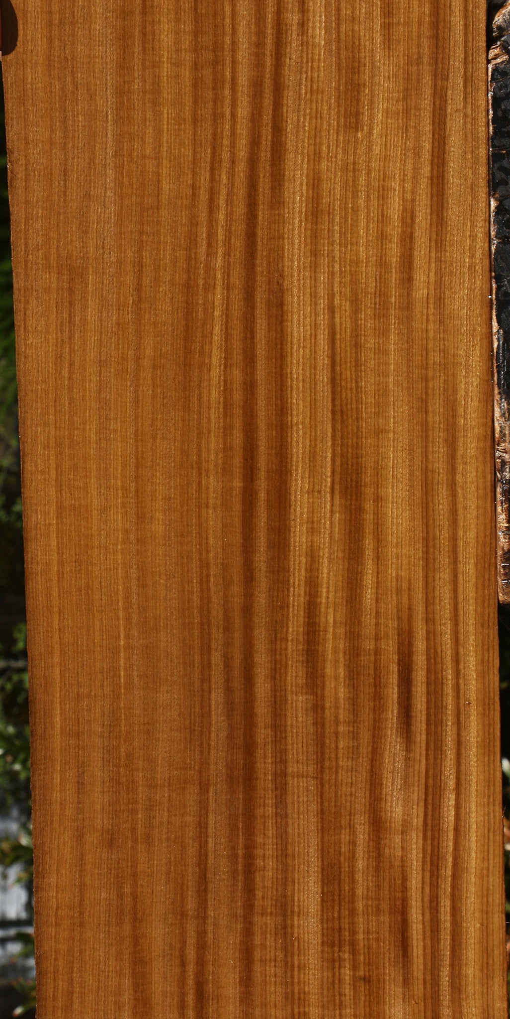 Extra Fancy Quartersawn Afrormosia Lumber