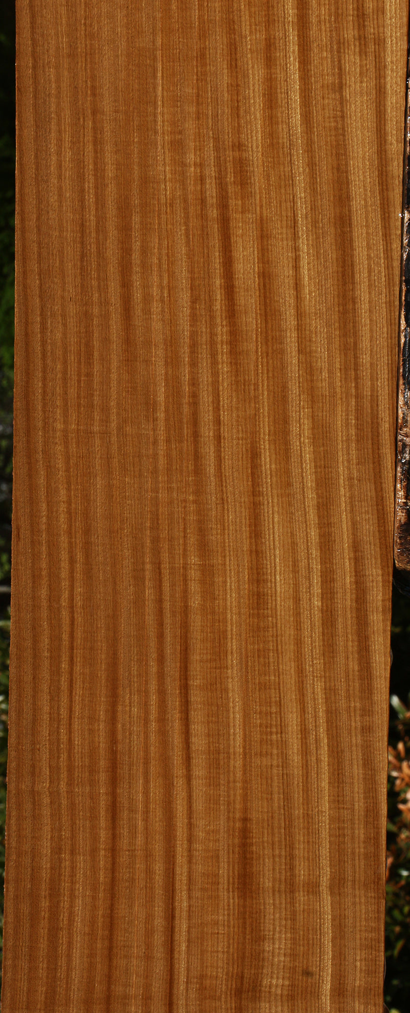 Extra Fancy Quartersawn Afrormosia Lumber