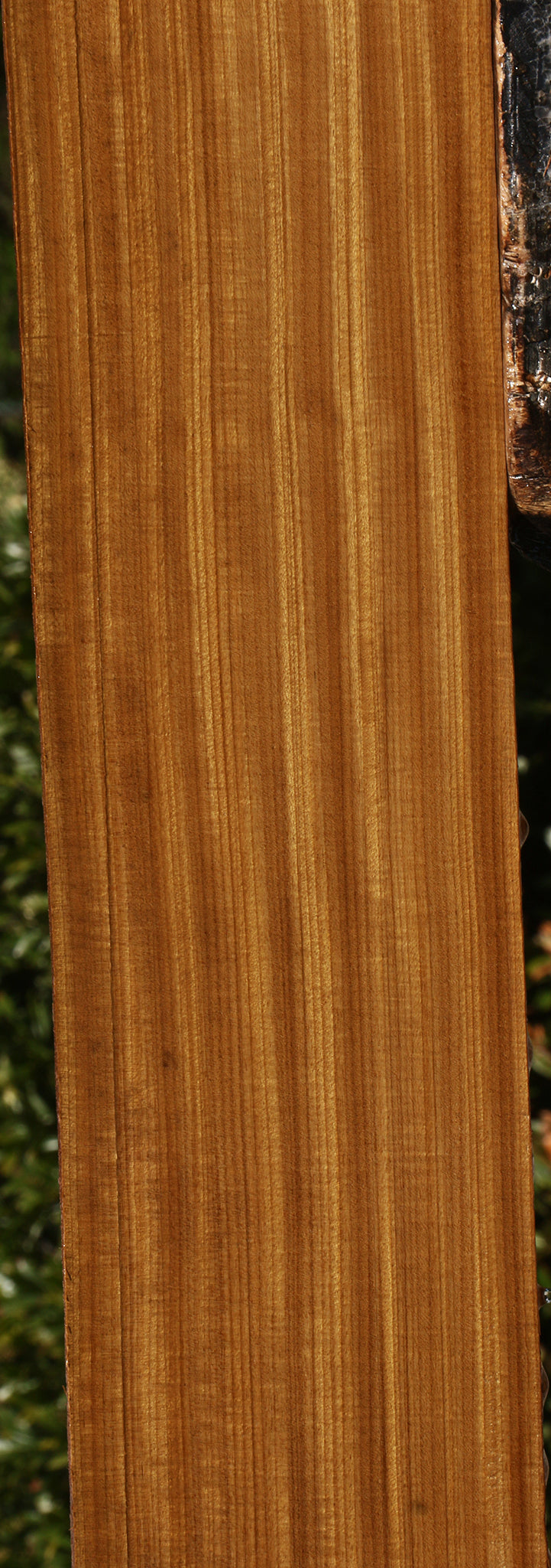 Extra Fancy Quartersawn Afrormosia Lumber