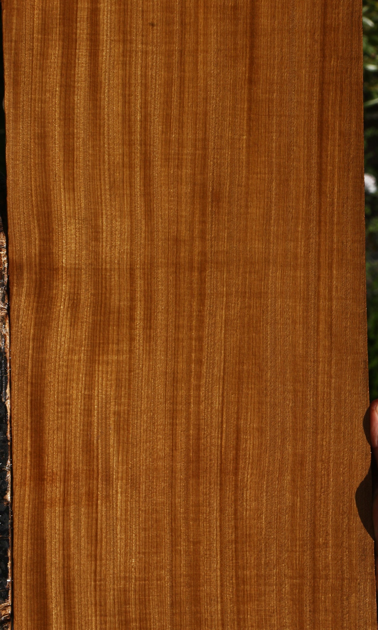 Extra Fancy Quartersawn Afrormosia Lumber