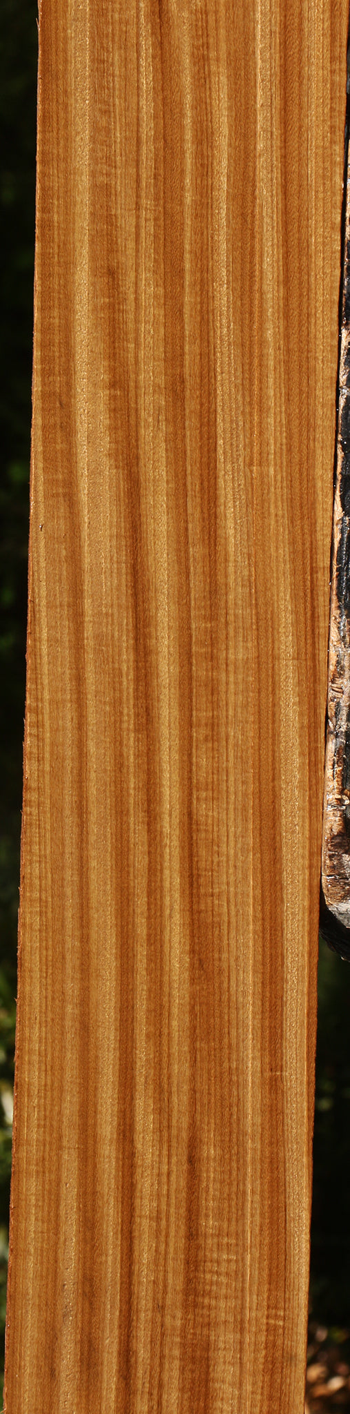 Figured Quartersawn Afrormosia Lumber