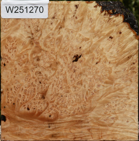 Maple Burl Bowl Blank