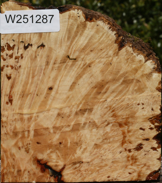 Maple Burl Live Edge Bowl Blank