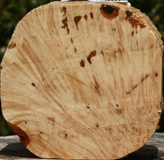 Maple Burl Bowl Blank