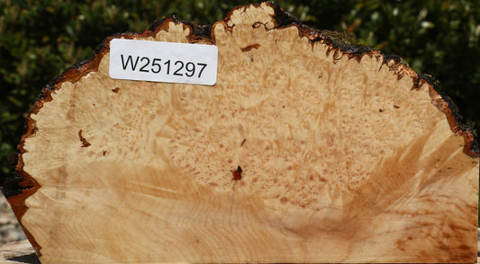 Maple Burl Live Edge Slice
