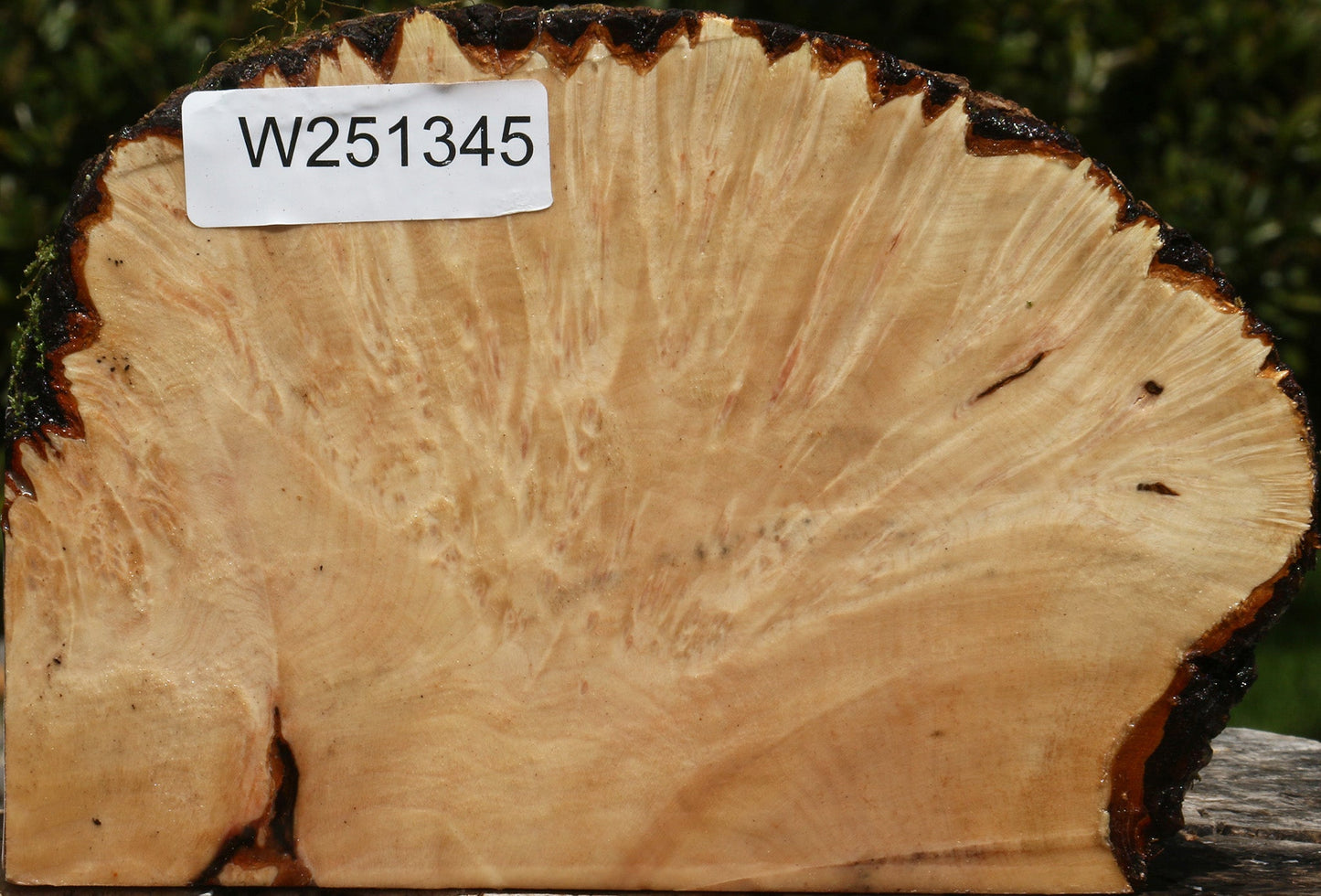 Maple Burl Live Edge Turning Blank